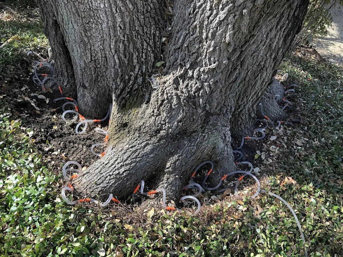 Detailed Tree Cabling and Bracing job site in Ruthven