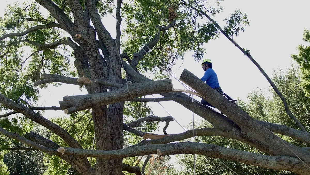 Professional Crown Thinning performed by certified arborists in Ruthven