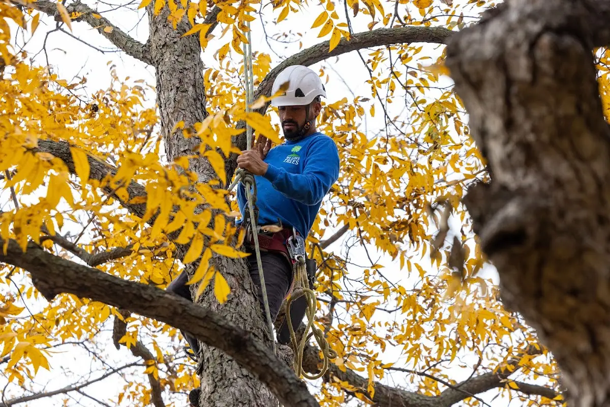 Skilled Tree Pruning crew working in Ruthven